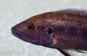 Melanochromis mpoto 'Ruarwe'